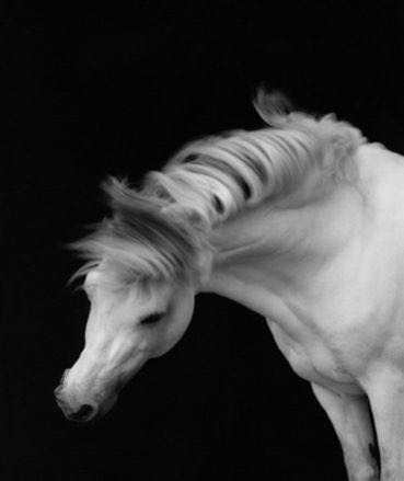 JOHN MASON SMITH × SHEILA ROCK  HORSE No.1 LONG SLEEVE T-SHIRT